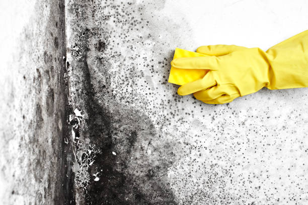 Best Industrial Mold Remediation in Hurricane, WV