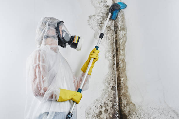 Best Basement Mold Remediation in Hurricane, WV