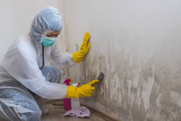 Best Black Mold Remediation in Hurricane, WV