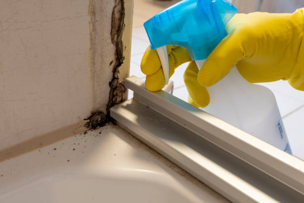 Best Commercial Mold Remediation in Hurricane, WV