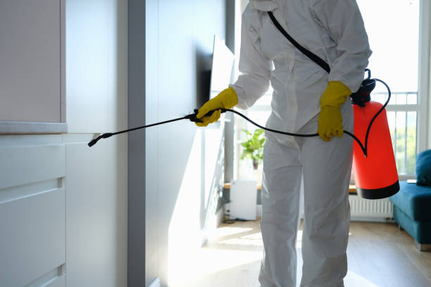 Best Mold Remediation for Specific Building Types in Hurricane, WV