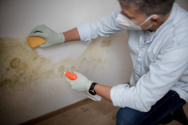 Best Insurance-Related Mold Remediation in Hurricane, WV