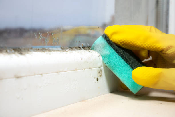 Best Health and Safety Mold Remediation in Hurricane, WV