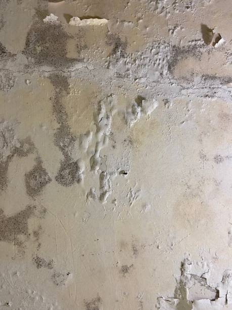 Best Attic Mold Remediation in Hurricane, WV